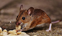 24 Hour & Emergency Exterminators in E Livermore, ME
